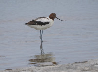 Kepwari Wetland Trail